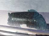 Toyota Corolla S 2T1BURHE2GC518435 снимка