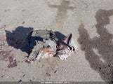 KIA TELLURIDE S 5XYP6DHC5NG235076 снимка