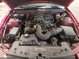 FORD MUSTANG V6 DELUXE/V6 PREMIUM 1ZVFT84N175****** fotografie