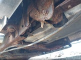 CHEVROLET COLORADO LS 1GCDT196658113305 снимка