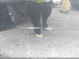 ACURA TLX TECH PKG 19UUB1F50JA006124 photo