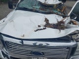 FORD F-250 LARIAT/XL/XLT 1FTNX21L14EA34902 photo