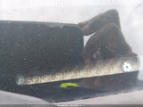 Honda Odyssey Ex-L 5FNRL5H65HB020715 снимка