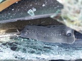 Ford Fusion Se 3FAHP07198R248309 снимка