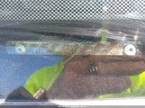 Honda Accord 2.4 Lx 1HGCM56485L003552 photo
