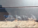 Jeep Wrangler X 1J4FA39S65P325001 снимка