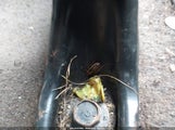 Honda Civic Lx 1HGFA16597L034576 снимка