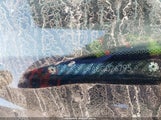Honda Cr-V Se JHLRD78946C026795 снимка