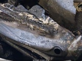 Nissan Rogue Sport Sv Awd Xtronic Cvt JN1BJ1CW8LW389244 photo