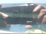 Toyota Corolla Le JTDBU4EE7B9136889 снимка