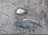 Chevrolet Equinox Lt 3GNAXJEV4JL105498 снимка