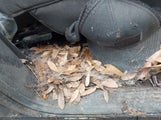 Dodge Ram  Slt/Laramie 1D7HU18D44S607491 снимка