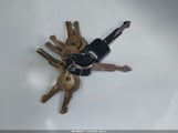 Miniaturka zdjęcia 11