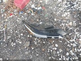 Hyundai Elantra Sel KMHLM4DG7RU657573 снимка