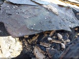 Ford Ecosport Se MAJ3S2GE6KC307197 снимка