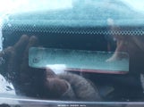 Ford Mustang 1FAFP444X3F418647 снимка