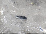Honda Cr-V Ex 2HKRW2H57JH698399 снимка