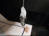 Miniaturka zdjęcia 11