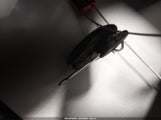 Miniaturka zdjęcia 11