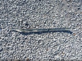 Ford Fusion Sel 3FAHP08139R102486 снимка