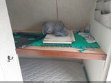 Miniaturka zdjęcia 5