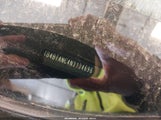 Subaru Outback Limited 4S4BTANC4N3134696 снимка