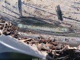 Honda Odyssey Ex-L 5FNRL3H66AB049876 снимка