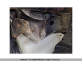 Honda Civic Dx 2HGFA1F44BH012773 снимка