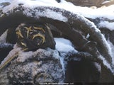 Toyota Rav4 Xle 2T3RFREV6JW845446 снимка