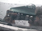 Toyota Prius JTDKN3DU0D5551062 снимка