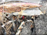 Ford Escort 3FALP13J7SR189032 снимка