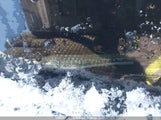 Hyundai Sonata Se 5NPE24AF3GH329475 снимка