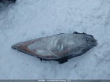 Mazda 3 I JM1BL1SF0A1121730 снимка