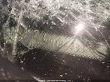 Ford Fiesta St 3FADP4GX0HM156433 снимка
