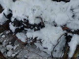 Mazda 3 I JM1BL1SF0A1311561 снимка