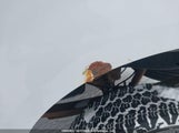 Ford F250 Super Duty 1FTSX215X9EA55534 fotografie