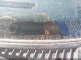 Toyota Corolla Dx 2T1BA05E3TC130052 снимка