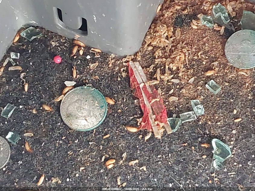 2011 Toyota Tacoma VIN: 5TFUX4EN6BX004248 Lot: 43386652