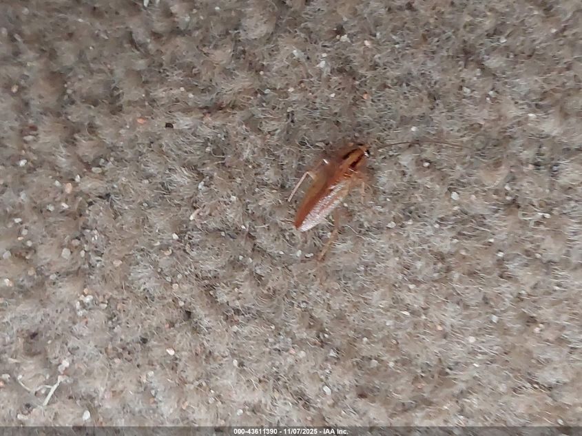 2003 Cadillac Escalade Standard VIN: 1GYEK63N83R284286 Lot: 43611390