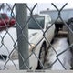 2G1WU581769253185 2006 Chevrolet Impala Ltz auction photo thumbnail 2