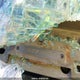 1J4FA29P81P366956 2001 Jeep Wrangler / Tj Se auction photo thumbnail 9