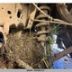 1C6RR7MT8ES252981 2014 Ram 1500 Sport auction photo thumbnail 34
