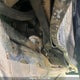 1FADP3F25EL385199 2014 Ford Focus Se auction photo thumbnail 9