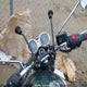 SMTD10G73NTAZ8193 2022 Triumph Motorcycle Bonneville T100 auction photo thumbnail 7