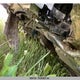 2HGFC2F5XGH014527 2016 Honda Civic Lx auction photo thumbnail 7