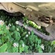 2HGFC2F5XGH014527 2016 Honda Civic Lx auction photo thumbnail 8