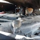 1FTEW1EP7JKE33269 2018 Ford F150 Supercrew auction photo thumbnail 10