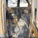 3GCEK133X9G248387 2009 Chevrolet Silverado K1500 auction photo thumbnail 8