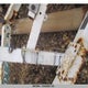 1ZEAAAKA9XA031553 1999 Ez Loader Boat auction photo thumbnail 6