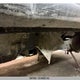 1FT7X2B62HEC70305 2017 Ford F250 Super Duty auction photo thumbnail 8